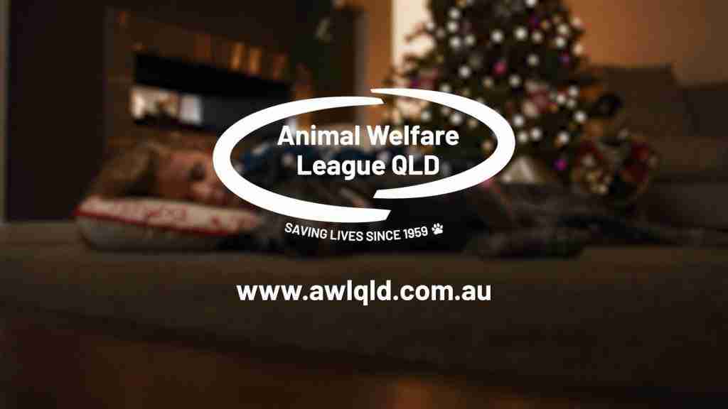 Still from the Animal Welfare League Queensland, Home for Xmax film by Bleo