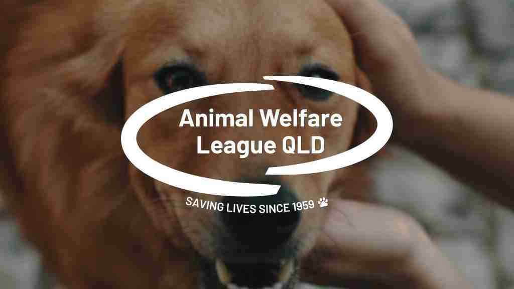 Still from the Animal Welfare League Queensland, Bequest film by Bleo